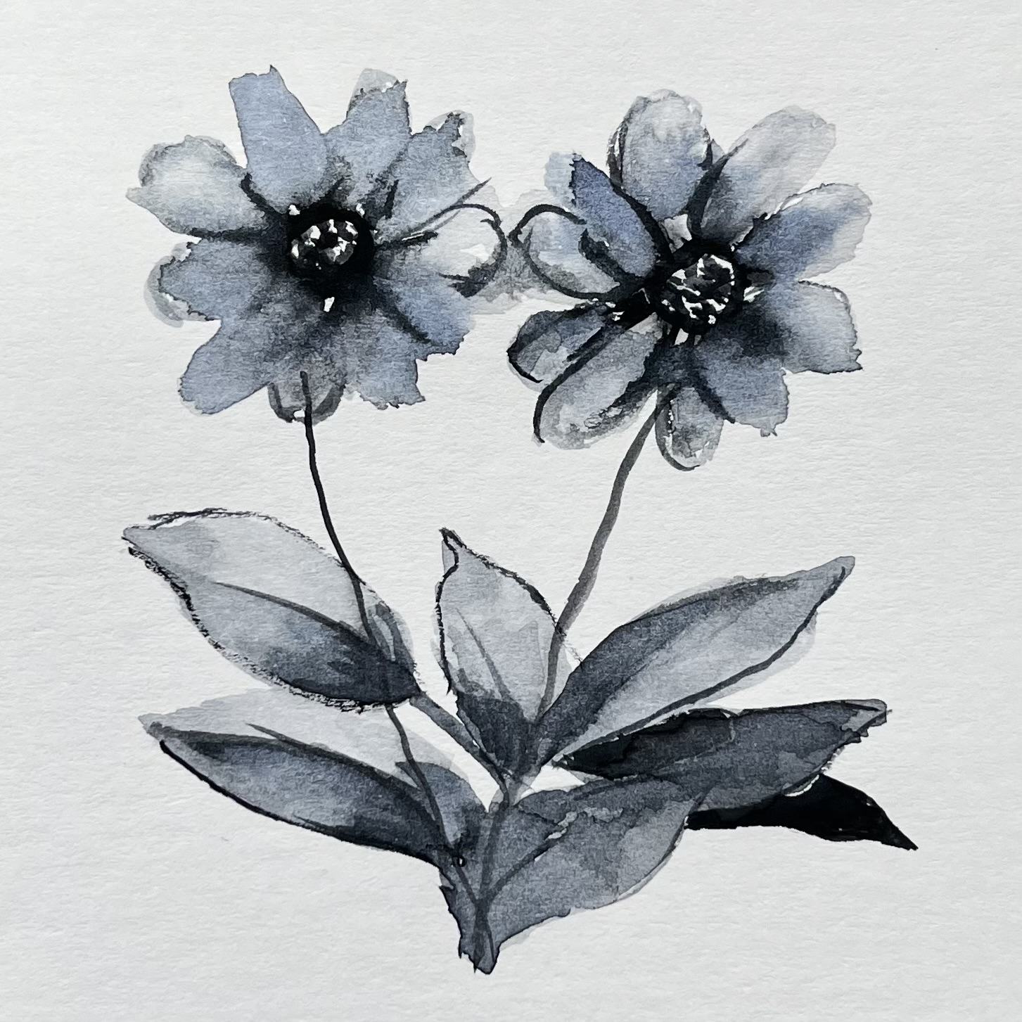Flowers painted in Payne's Gray watercolour