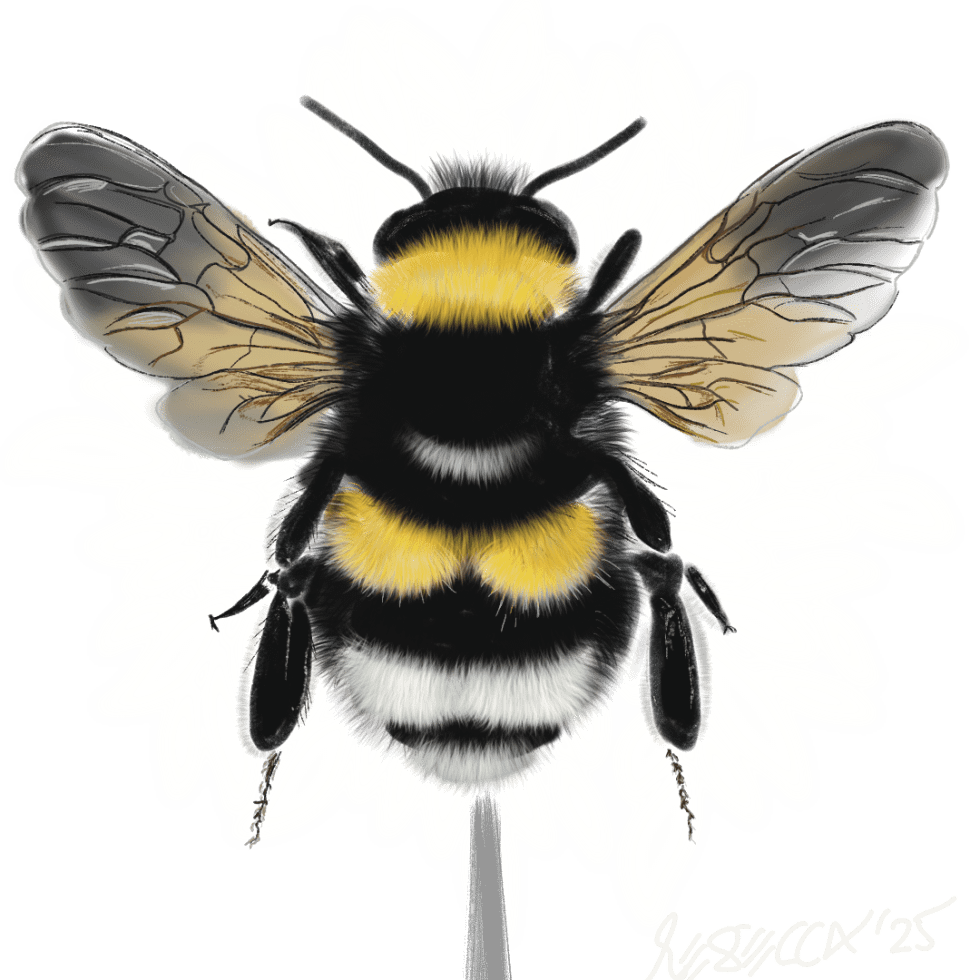 Painting A Bumble Bee
