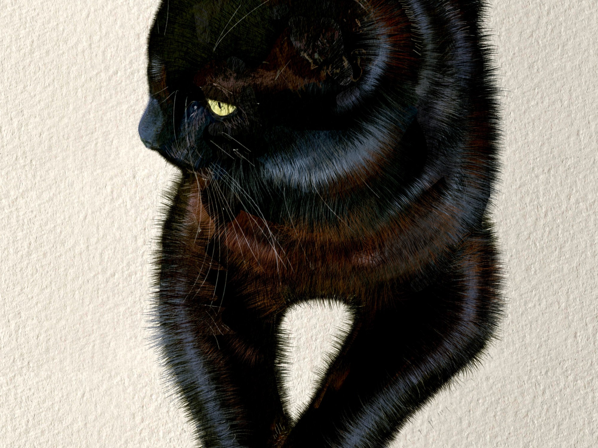 Black cat with crossed paws