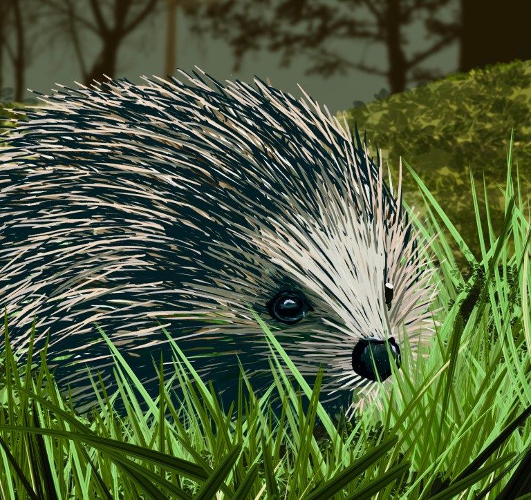 Explore Hedgehog Watch